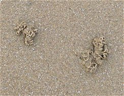 Typical Lugworm Casts